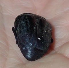 Oplostomus fuligineus