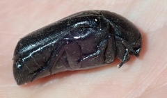 Oplostomus fuligineus