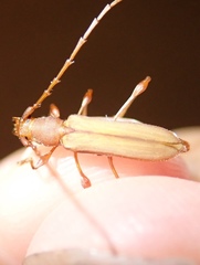 Cordylomera karschi