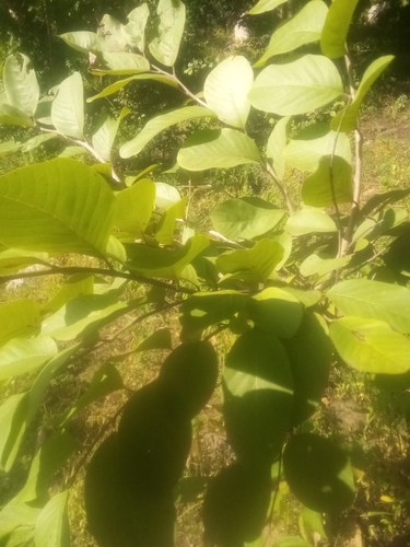 Sweetsop