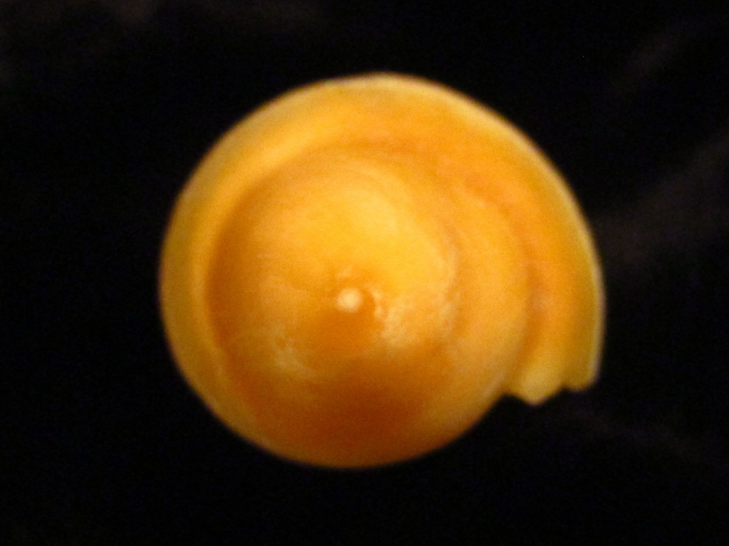 Amalda mucronata