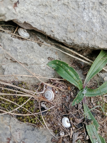 Helicella itala