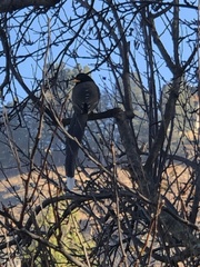 Urocissa flavirostris