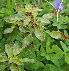 Amaranthus graecizans