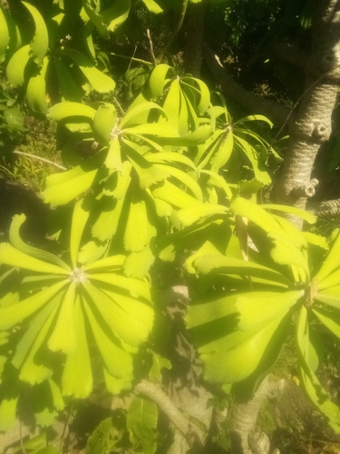 Euphorbia unispina