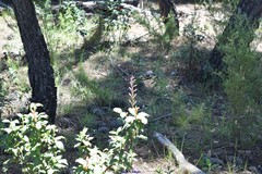 Limodorum trabutianum