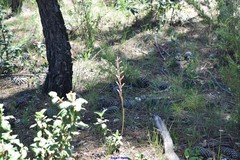 Limodorum trabutianum