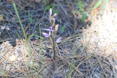 Limodorum trabutianum