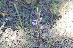 Limodorum trabutianum