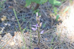 Limodorum trabutianum