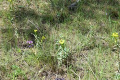 Euphorbia nicaeensis