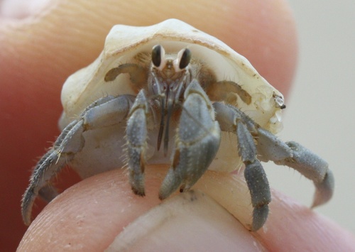 Coenobita compressus