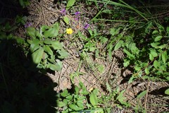 Ranunculus bulbosus aleae