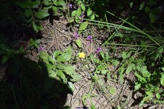 Ranunculus bulbosus aleae