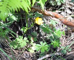 Ranunculus bulbosus aleae