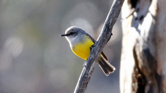 Eopsaltria griseogularis