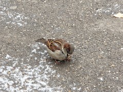 Passer domesticus
