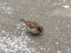 Passer domesticus