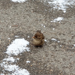 Passer domesticus