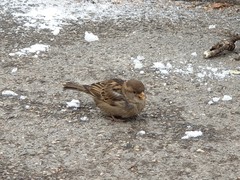 Passer domesticus