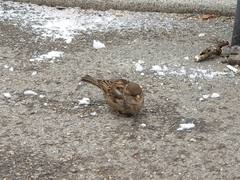 Passer domesticus