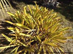 Aechmea blanchetiana