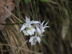 Calanthe