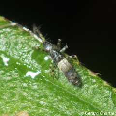 Paronellidae