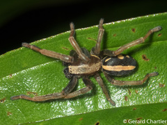 Storenomorpha
