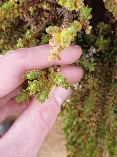 Crassula sieberiana