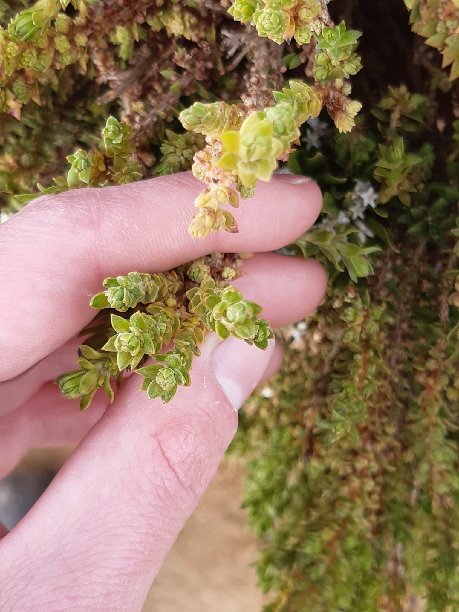 Crassula sieberiana