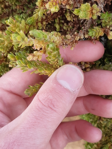Crassula sieberiana