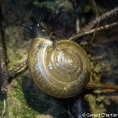 Ariophantidae