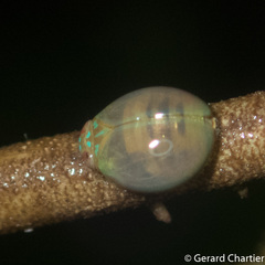 Hemisphaerius