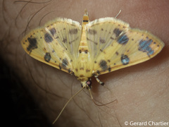 Patania plagiatalis