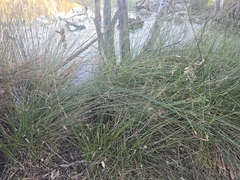 Carex tereticaulis