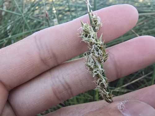 Carex tereticaulis, photograph 1