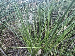 Carex tereticaulis, photograph (c) Josh, some rights reserved (CC BY)