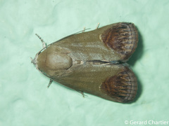 Asinduma exscripta