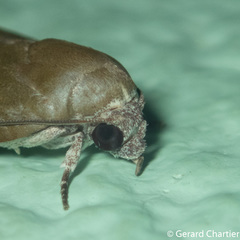 Asinduma exscripta