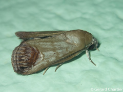 Asinduma exscripta