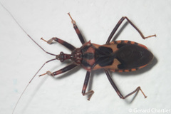 Acanthaspis ruficeps