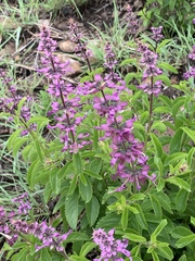 Ocimum serratum