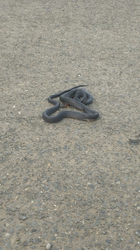 Batjan Frog-eating Snake