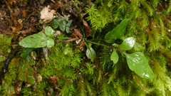 Asplenium lepidotum