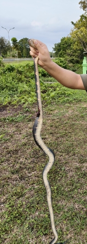 Stegonotus batjanensis