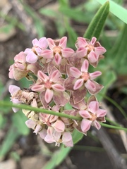 Asclepias adscendens