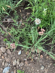 Asclepias adscendens