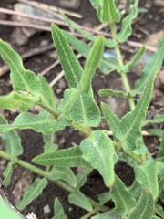 Asclepias adscendens