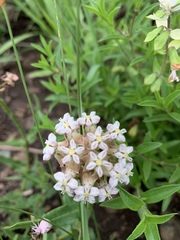 Asclepias adscendens